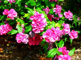 Image result for Hibiscus syriacus Violet Clair Double