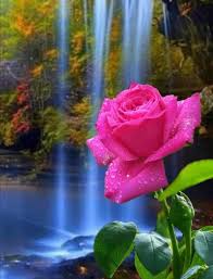 Tcg february to rose not to rose. Dh A Na On Twitter Beautiful Rose Flowers Good Morning Flowers Rose Rose Flower Wallpaper
