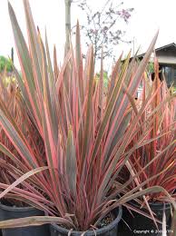 Image result for Cyperus tenax