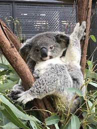 Pin By Tiziana Nesi On Animals And Pets Baby Animals Koala Marsupial Animals