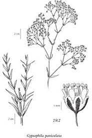 Baby S Breath Flower Vector Google Search Flower Drawing Baby Breath Tattoo Babys Breath