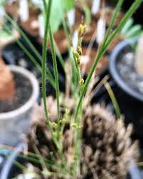 Image result for Coleochloa