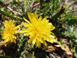 Er wächst fast überall, ist leicht zu bestimmen und man kann ihn in der küche und in der hausapotheke verwenden. Bleigrauer Lowenzahn Wikipedia