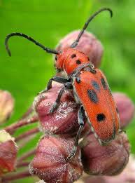 Red Milkweed Beetle Beetle Insects Animals