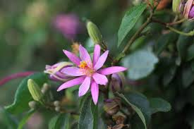 Image result for Grewia herbacea