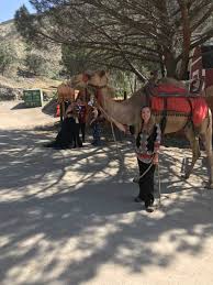 Contact us direct or use the message form. Camel Rides Rentals Giddy Up Ranch