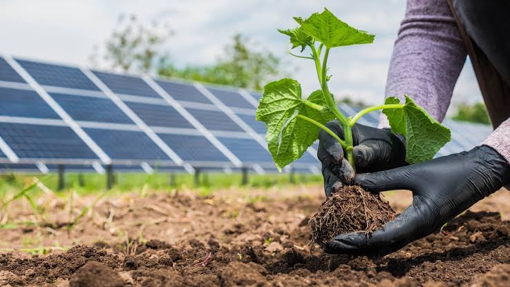 Commercial Solar for Agricultural Systems - Coldwell Energy