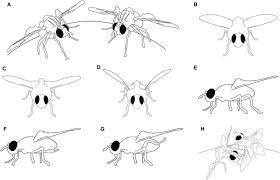 This was known as a «sticky fissure». Sexual Communication And Related Behaviours In Tephritidae Current Knowledge And Potential Applications For Integrated Pest Management Springerlink