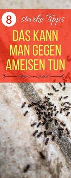 Ameisen verfügen über einen äusserst sensiblen geruchssinn. Hausmittel Gegen Ameisen 7 Massnahmen Die Wirklich Helfen Ameisen Im Haus Ameisen Im Haus Bekampfen Was Hilft Gegen Ameisen