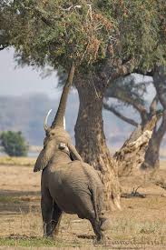 Image result for Faidherbia albida