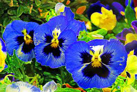 We did not find results for: Flowers With Faces Pansies Flowers Face