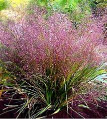 Image result for Eragrostis racemosa