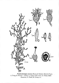 Image result for Wahlenbergia erecta