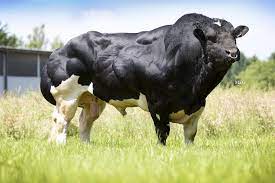 From wikimedia commons, the free media repository. The Belgian Blue The Crossbreeding Specialist Breed Livestock Poultry Middle East