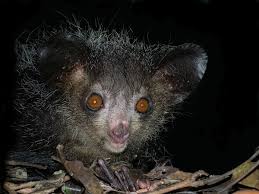 But if we abandon beauty all rights reserved. Top Ten Ugliest Animals Earth Rangers Where Kids Go To Save Animals