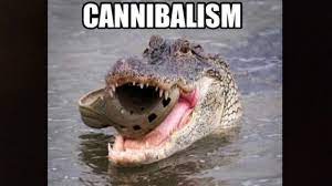 And when those situations are also super relatable to our everyday human lives, even better. Funny And Cute Animal Memes Youtube