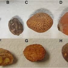 Image result for Schinziophyton rautanenii