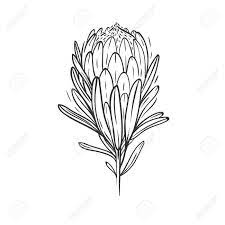 Protea Flower Isolated On White Flower Drawing Images Protea Art Flower Line Drawings
