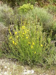 The plant is on the invasive species list in ca. The 39 Most Invasive Plant Species In California Epic Gardening