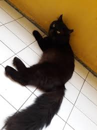 Bulunya yang panjang dan penampilannya yang tampak imut membuatnya banyak disukai. Download 76 Gambar Kucing Anggora Warna Hitam Paling Bagus Gratis