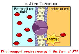 See full list on frontiersin.org Transport In Plants Study Material For Neet Aipmt Medical Exams Askiitians