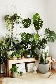 Pin By Emily Rose Hannon On Green Thumb Indoor Plants