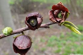 Die indianerbanane (asimina triloba) wird auch paw paw oder dreilappige papau genannt. Indianerbanane Anbauen Herkunft Anspruche Geschmack Selbstversorger De