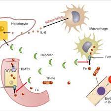 Pdf Role Of Hepcidin In The Pathophysiology And Diagnosis Of Anemia