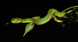 Found in nepal northeastern india (assam and jharkhand), bangladesh, myanmar, thailand, cambodia, laos. Cryptic Philippine Pit Vipers Jonathan L Mayuga