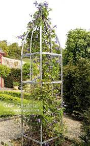 As with other climbing plants, the growing end of the vine is on a mission, always searching for something new to grab onto. Clematis Arabella Stock Photo By Andrea Jones Image 0304904