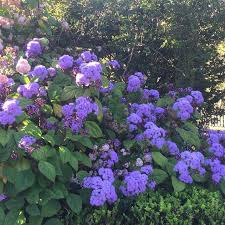 Image result for Bartlettina