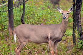 Vieille en rut des poils plein la chatte qui se prend une giclée de sperme. Using Does To Locate Mature Bucks