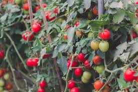 Determinate tomatoes are usually smaller and can be grown in containers. Should You Grow Determinate Or Indeterminate Tomatoes Gardener S Path