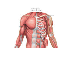 Common chest and abdominal injuries. Chest Muscle Labeling