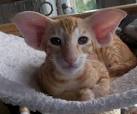 peterbald oriental siamese cat cattery