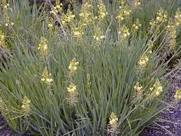 Browse flower names that start with letter a. Pin On Outside