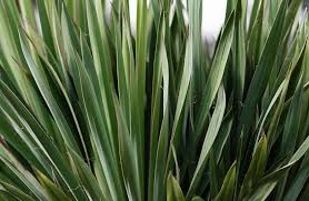 How to care for a yucca plant. How To Care For Your Yucca Plant Like A Pro Well Good
