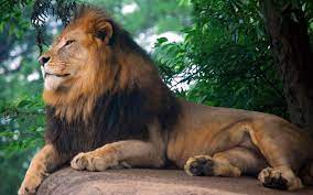 Pin En Lions Tigers And Cats