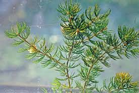 Image result for Ceratophyllaceae