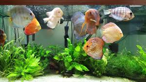 How Many Angelfish And Discus In A 60 Gallon And 75 Gallon |  Aquariacentral.Com