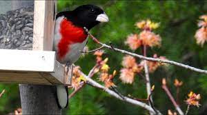 473 whittier hwy, moultonborough, nh 03254, usa address. Chick A Dee Station Wild Bird Feeders Bird Seed