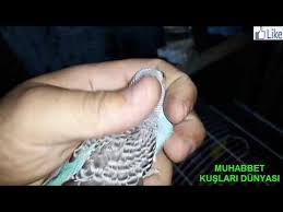 Muhabbet Kusu Hastaliklari Ve Tedavisi Youtube