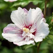 Image result for Hibiscus kirkii