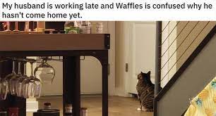 Home Alone Pets Awaiting The Return Of Their Owners Pets Funny Animal Photos Dog Waiting