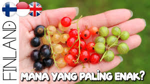 Bebas pakai untuk komersial, website, siap pakai tidak perlu edit, tanpa perlu atribut. Panen Buah Blueberry Liar Di Hutan Vlog Luar Negeri Finlandia Youtube