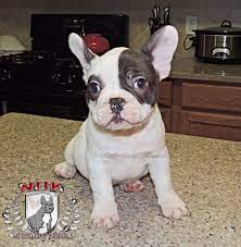 Pin On Rare Colored French Bulldogs