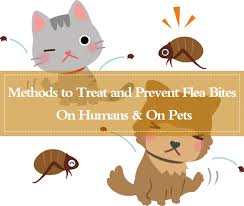get rid of flea bites on pets
