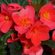 Image result for Begonia kisuluana