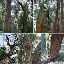 Image result for Ficalhoa laurifolia
