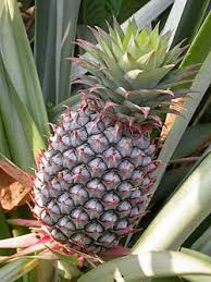 What does the name pinnapple mean? Ananas Wiktionary